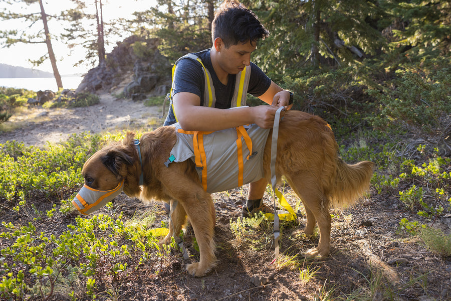 Preparing a dog for the BackTrak carrier on a trail